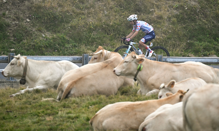 Se acorta la etapa 19 del Tour tras descubrirse un brote de enfermedad bovina